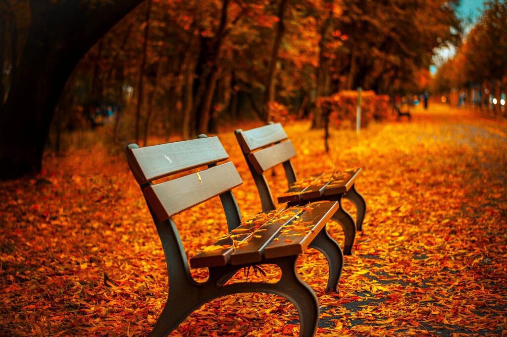 A bench is sitting in the middle of a park with autumn leaves.
