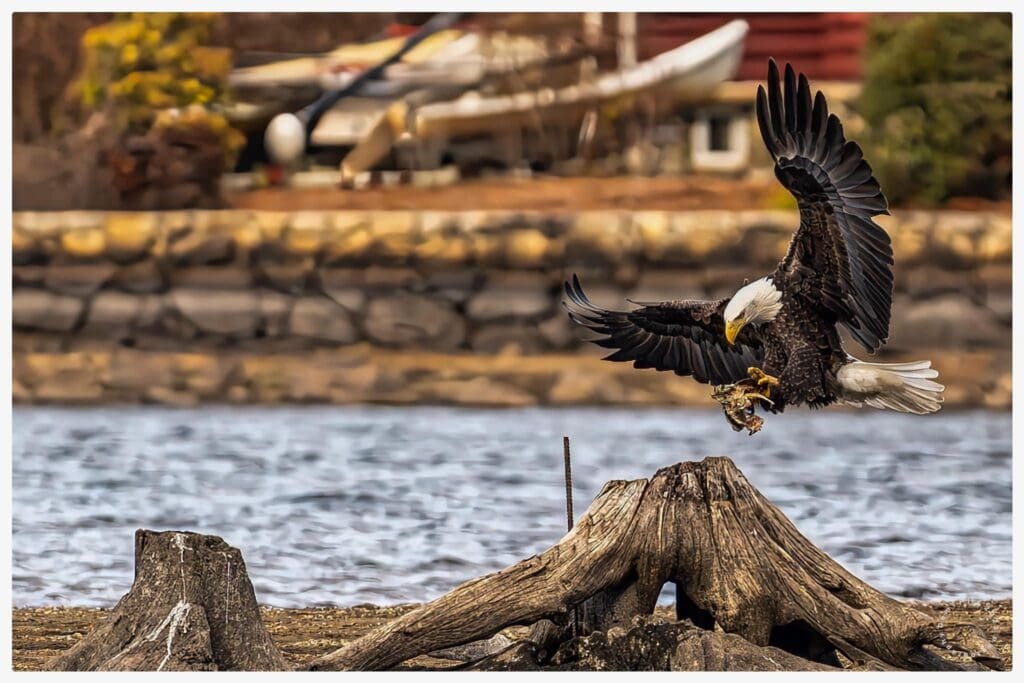 A bald eagle soars over a body of water while hunting.