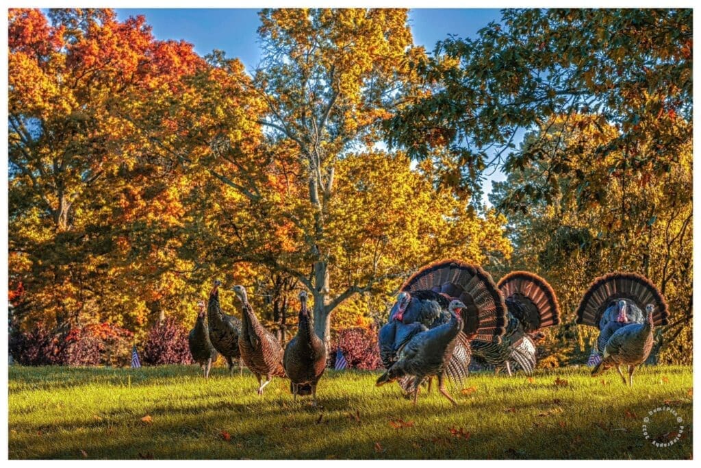 A group of turkeys in a field with trees in the background, perfect for hunting enthusiasts.