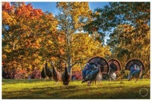 A group of turkeys in a field with trees in the background, perfect for hunting enthusiasts.