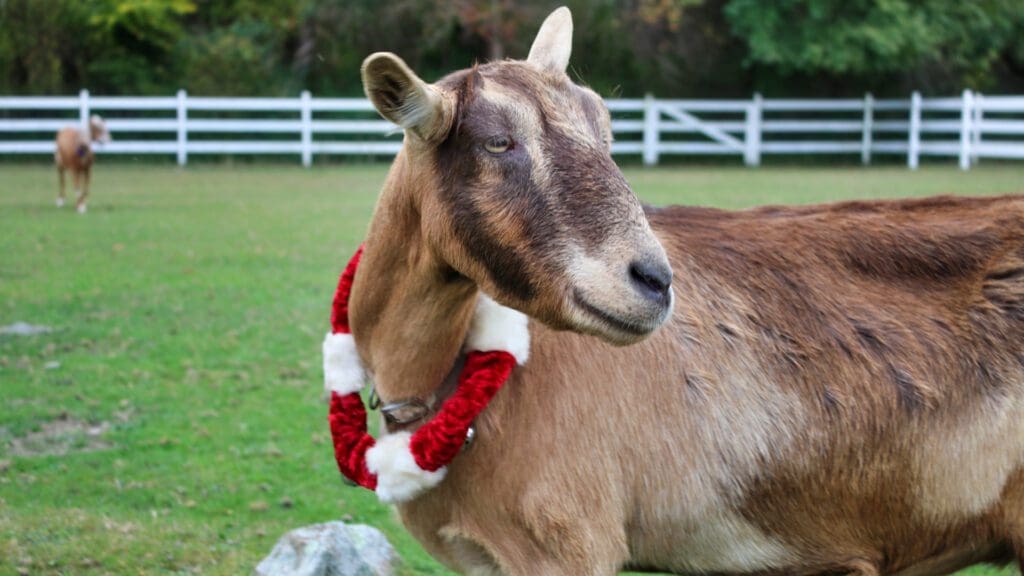 A festive goat adorned with a red and white ribbon, perfect for a holiday shop stroll.