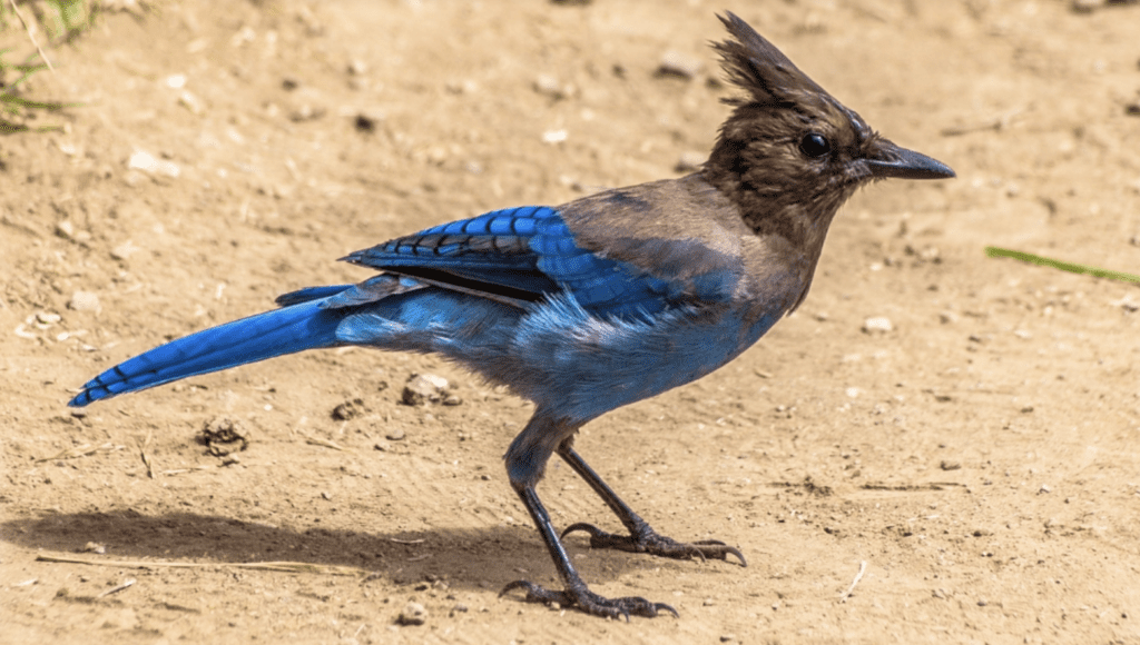 A bluebird standing on the ground.