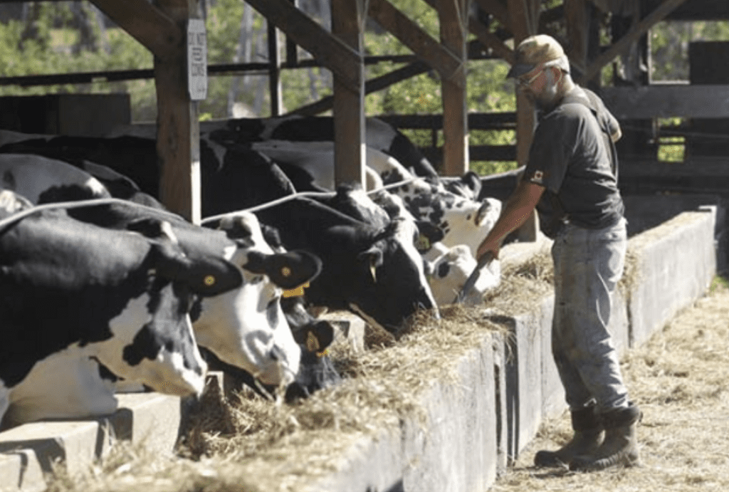 A man feeding cows at Wright's Dairy Farm.