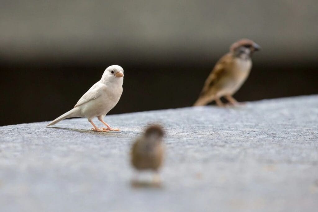 Two small birds standing on a concrete surface.