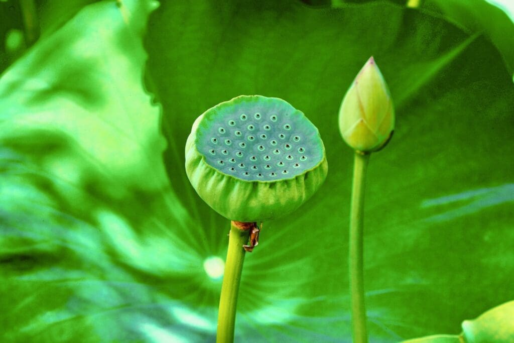 A beautiful piece of art featuring a green lotus flower gracefully positioned amidst lush green leaves.