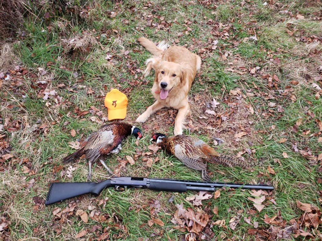 A dog sitting next to a gun and pheasants.