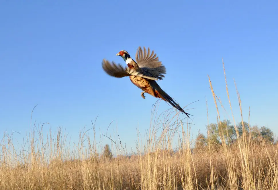 A pheasant flying over a field in RI.