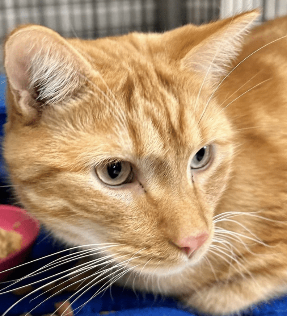 A pets orange tabby cat laying on a pets blue blanket.
