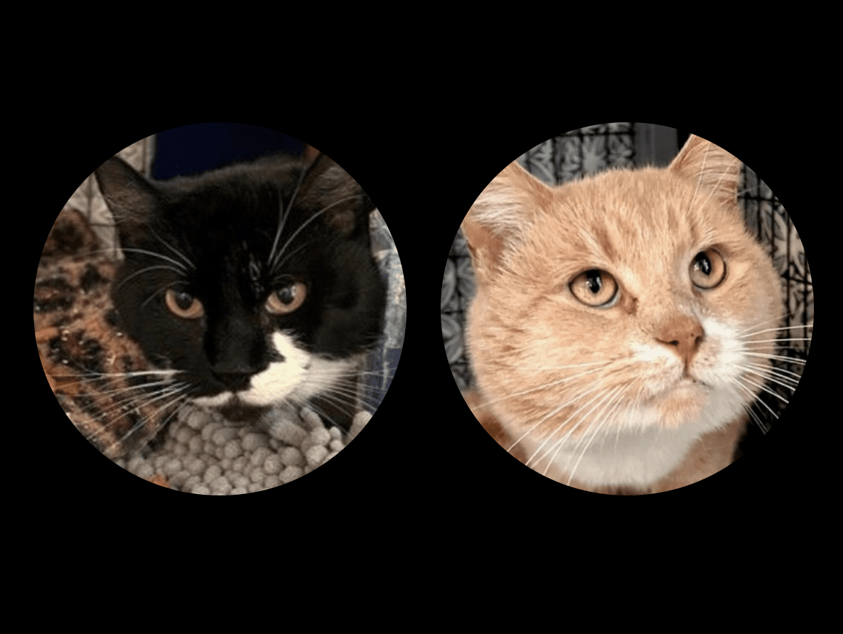 Two black and white cats in a pet adoption circle.