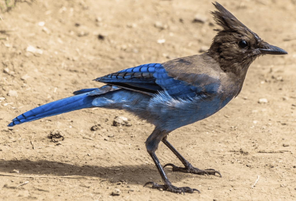 A blue bird standing on a dirt path.