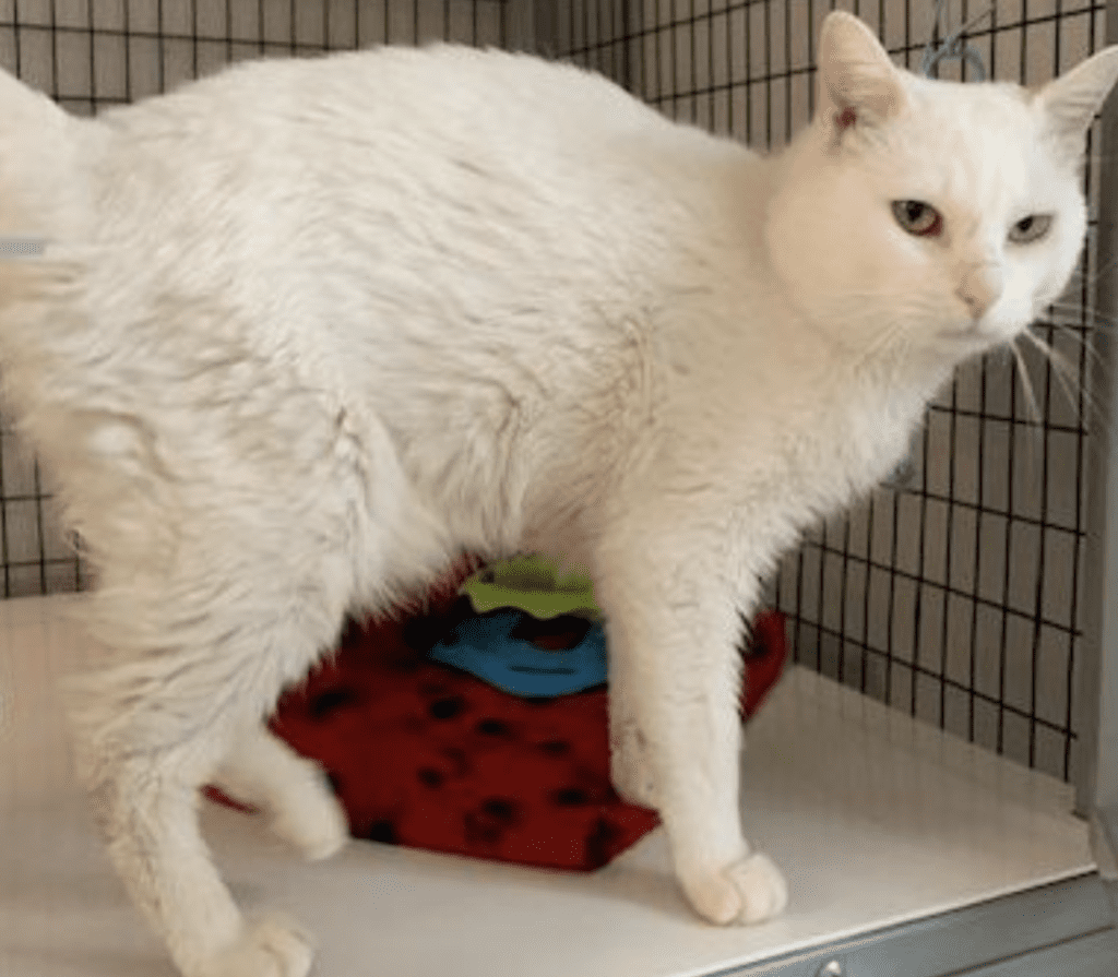 A white cat standing in a cage with a toy.