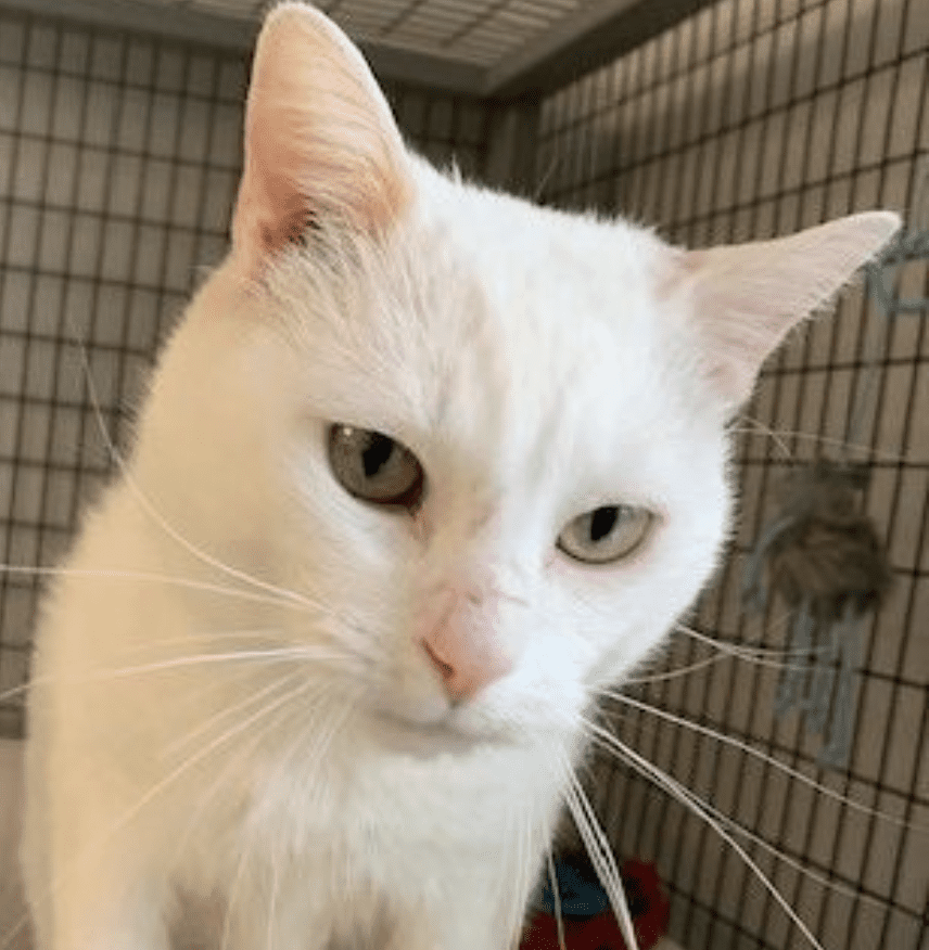 A white cat sitting on top of a cage.