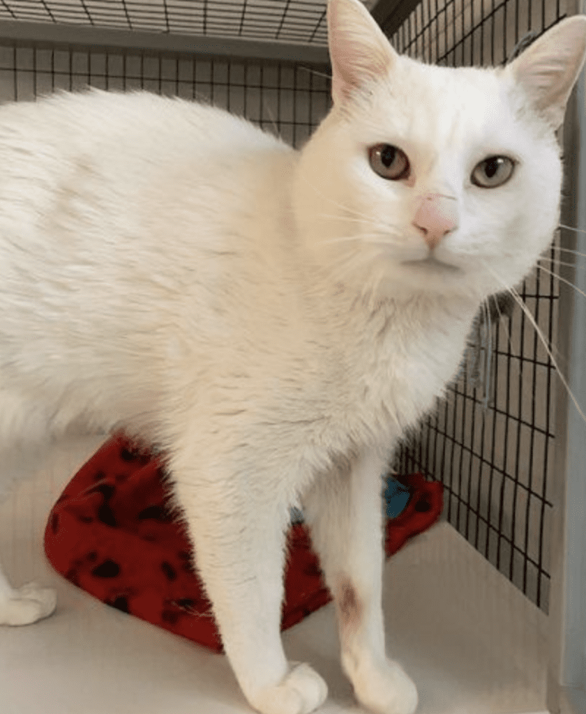 A white cat standing in a cage.