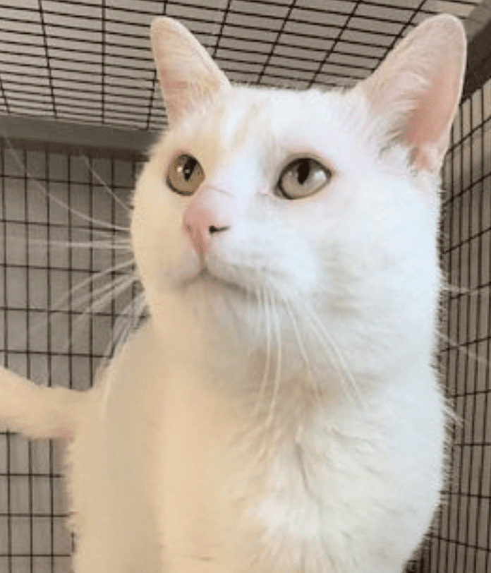 A white cat standing in a cage with green eyes.