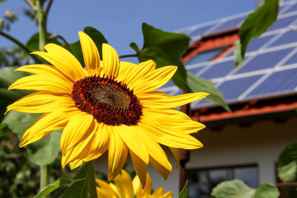 A sunflower in front of a solar paneled house.