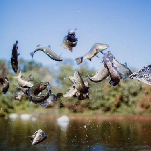 A group of fish jumping out of the water.