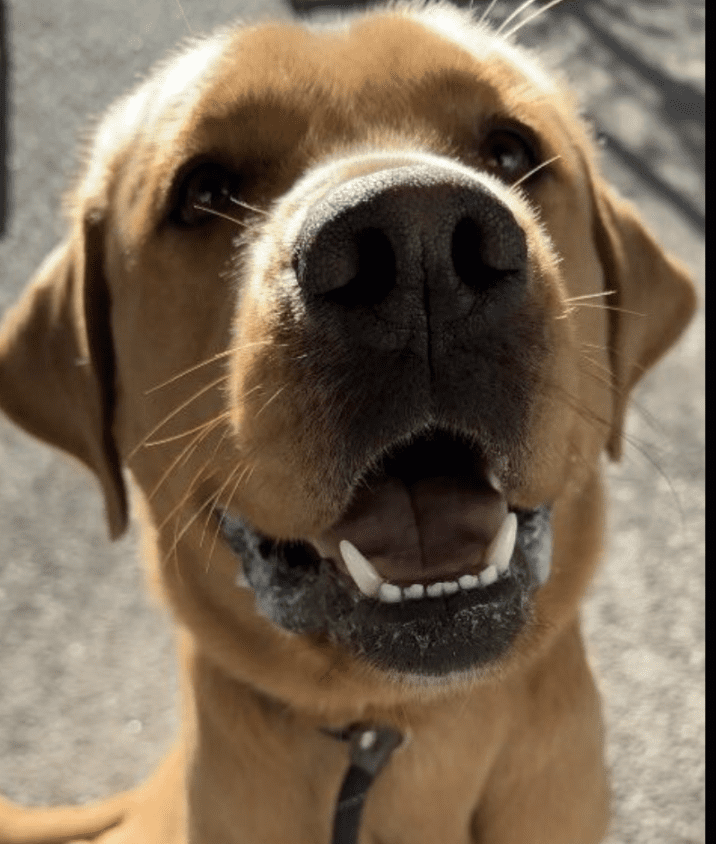 A photo of a dog up for pet adoption with his mouth open.