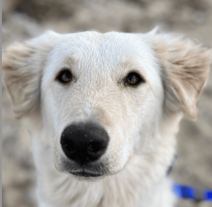 A white dog with a blue collar looking at the camera, ready for pet adoption.