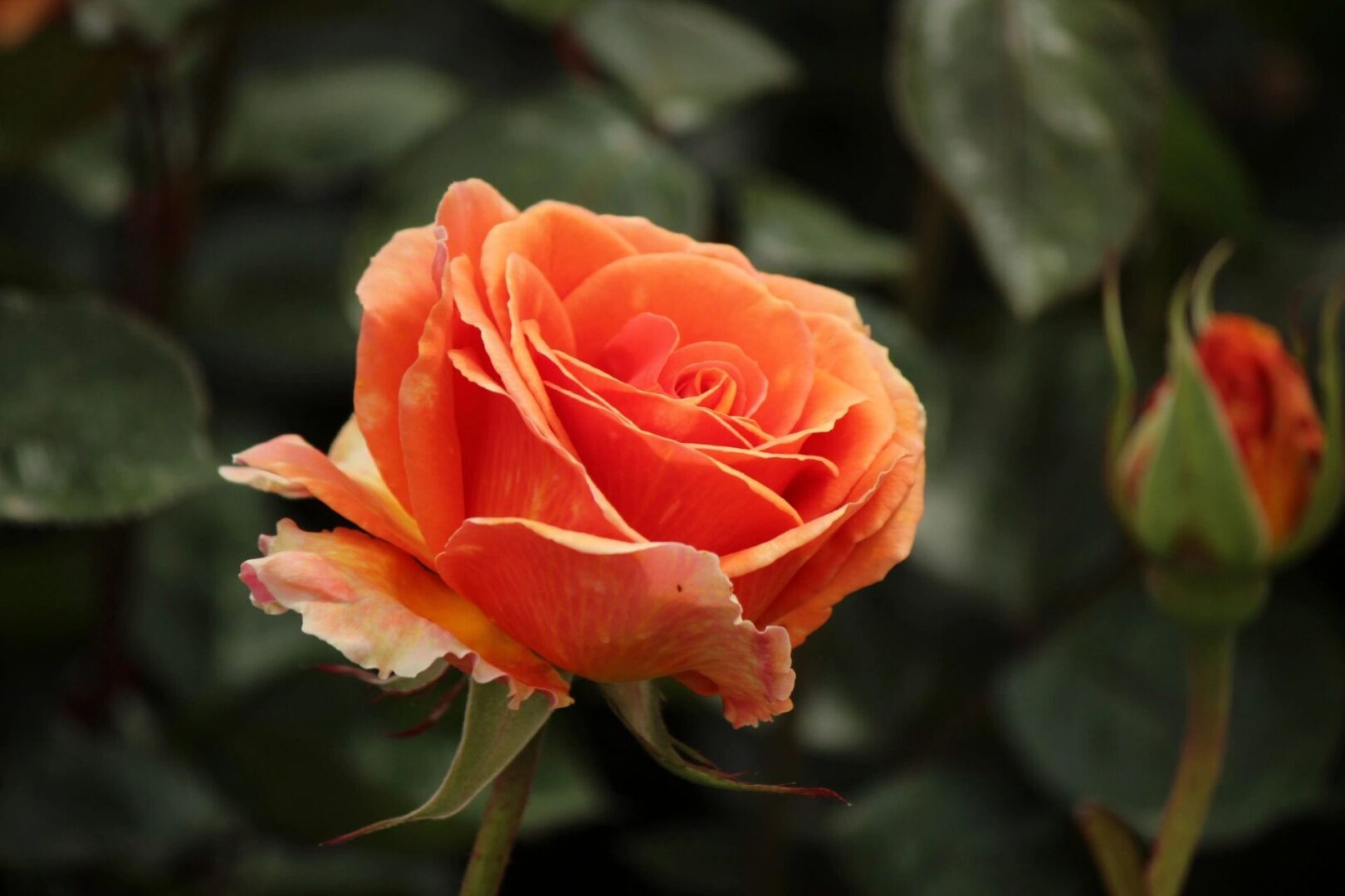 An orange rose is blooming in a garden.