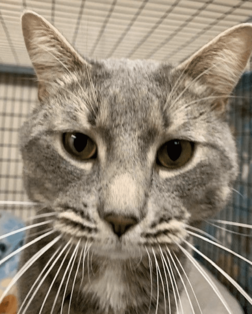 A gray cat, named pet of the week, is staring at the camera in a cage.