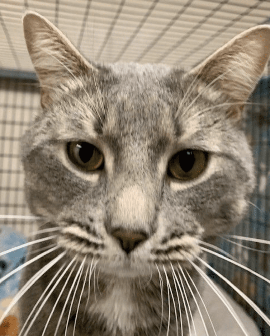 A gray cat, named pet of the week, is staring at the camera in a cage.