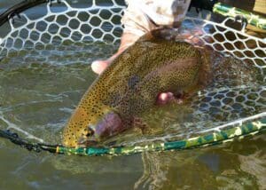 A person outdoors in RI holding a rainbow trout in a net.