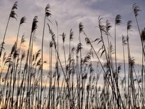 Tall reeds against a sunset sky outdoors in Rhode Island.