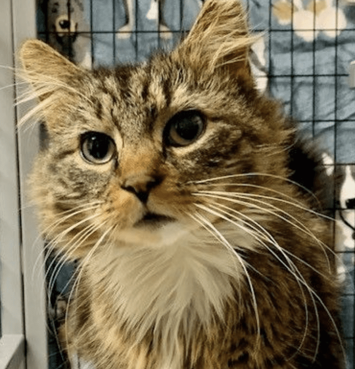 A cat awaiting adoption sitting in a cage looking at the camera.