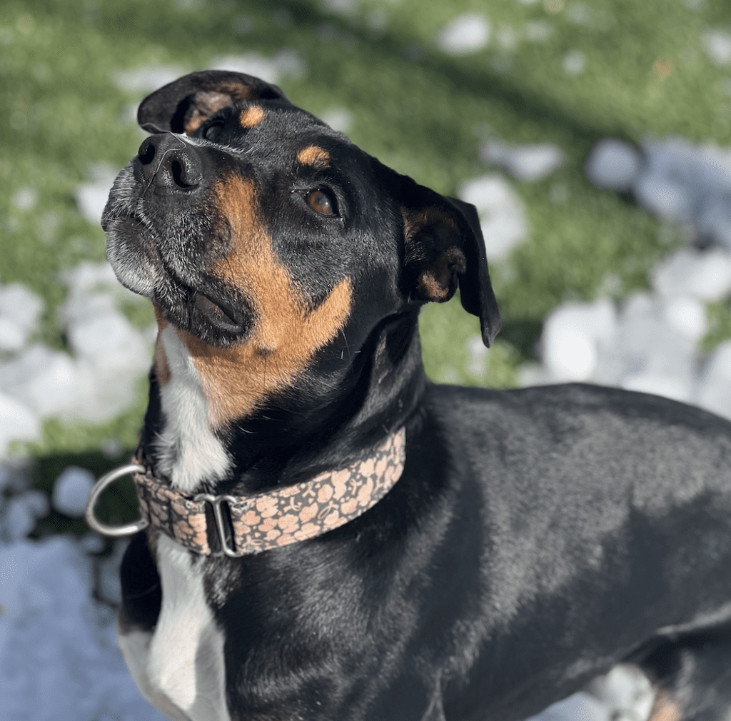 A black and tan dog standing in the snow, ready for "gimme shelter" pet adoption.