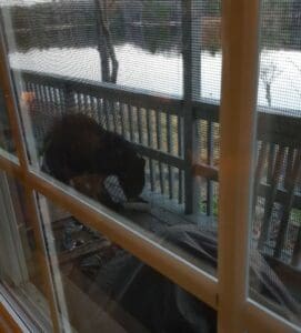 Black cat seen through window screen.