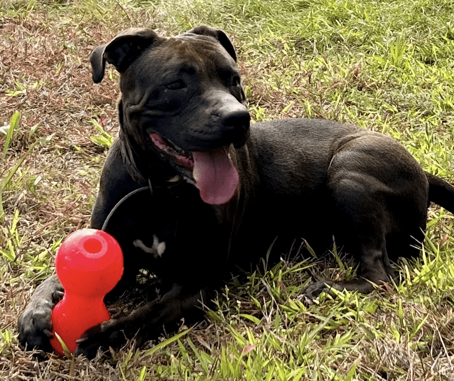 Black dog playing with red toy.