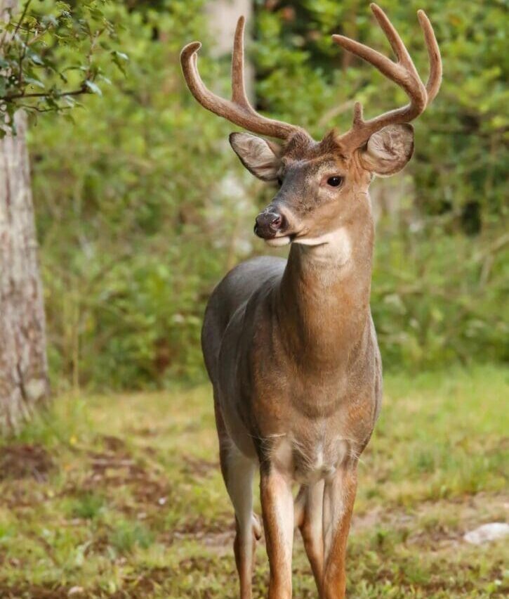 deer