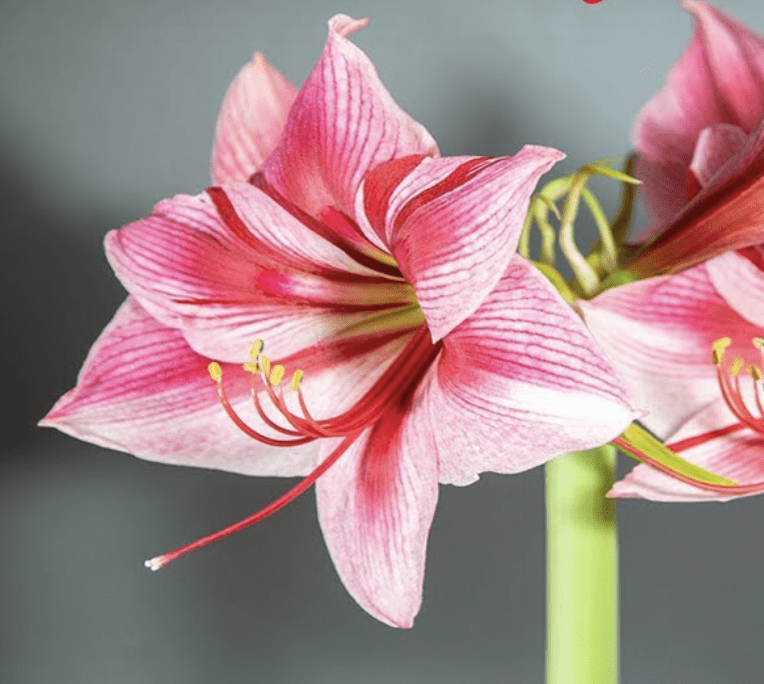 amaryllis