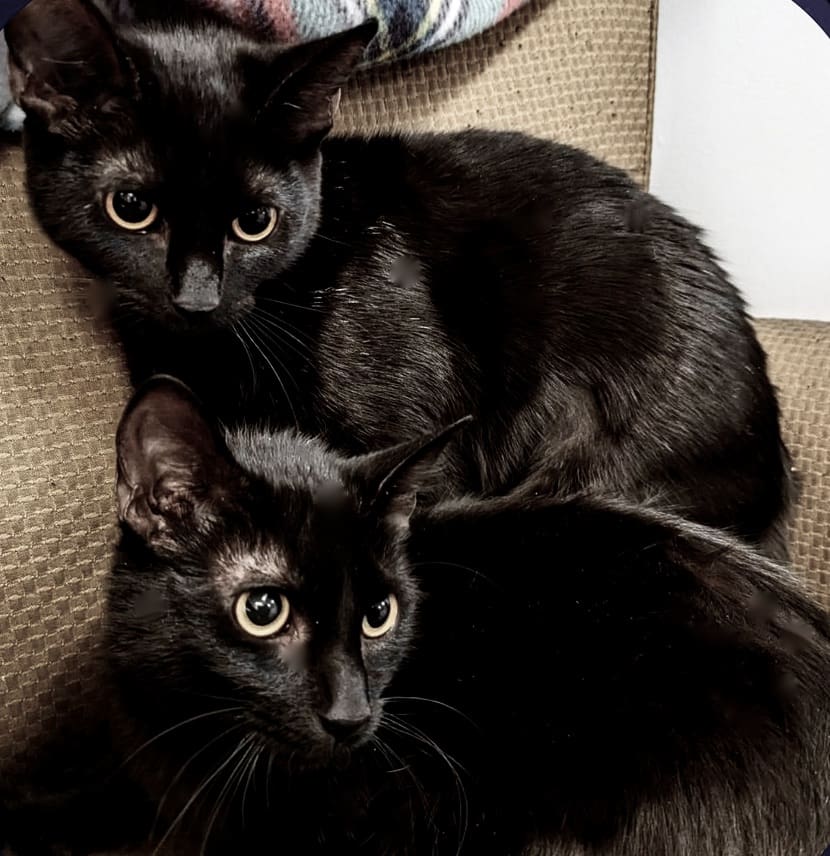 Two black cats are laying on the couch.