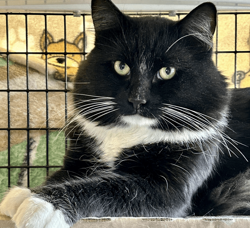 A black and white cat sitting in its cage.