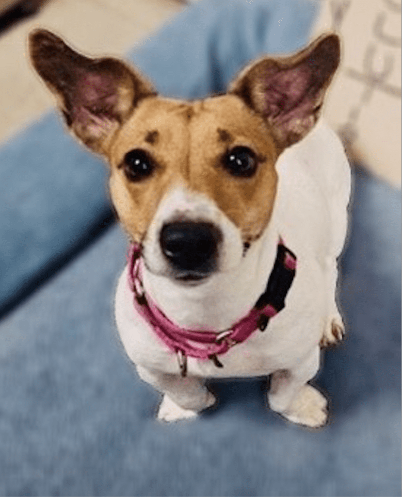 A dog with a pink collar sitting on the couch.