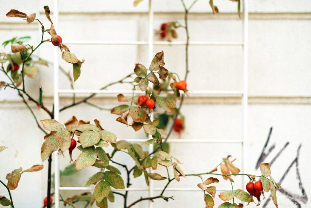 trellis