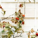 trellis