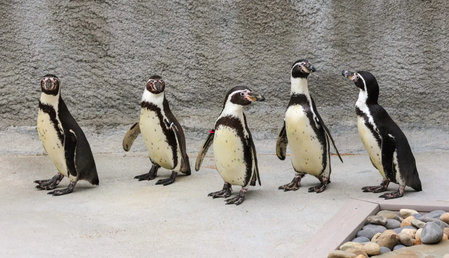 Group of 5 penguins penguins