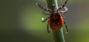 A close up of a spider on a plant stem