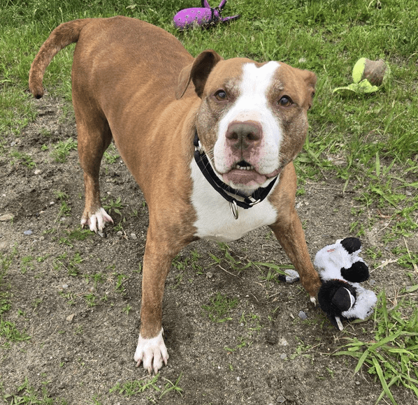 Playful dog standing on grass with a toy.
