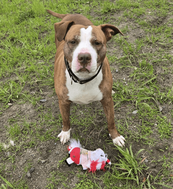 A brown and white dog with a toy on grass.