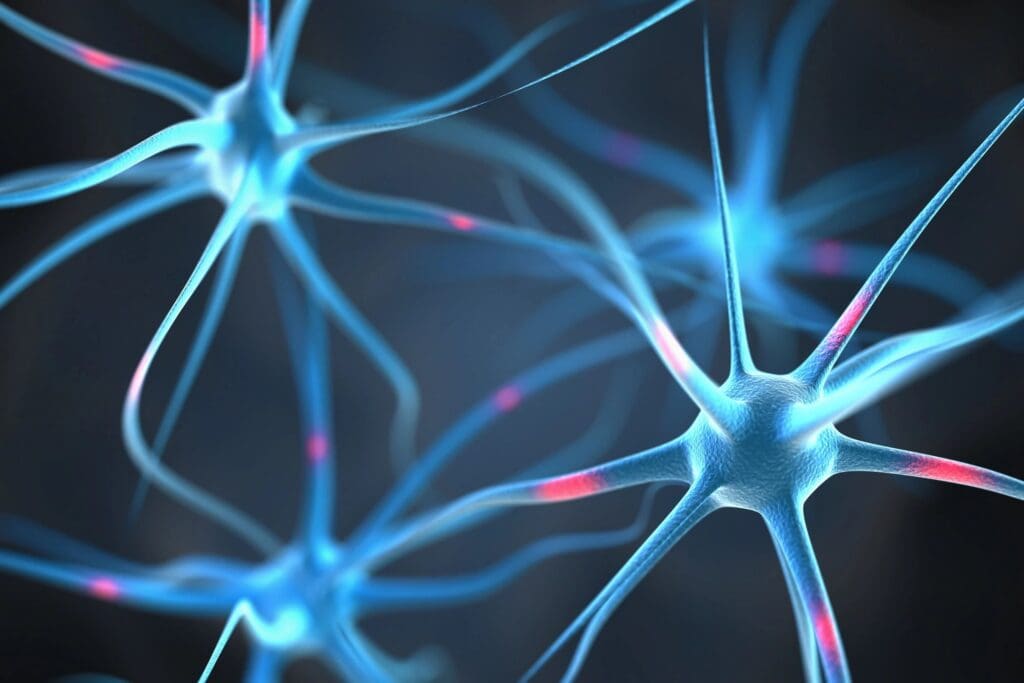 A close up of neurons in the body