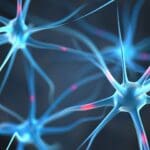A close up of neurons in the body