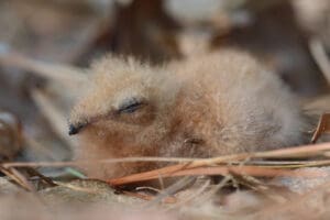 Close-up of a fluffy baby bird resting with eyes closed.