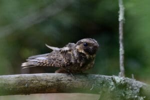 A bird perched on a branch in a natural setting.