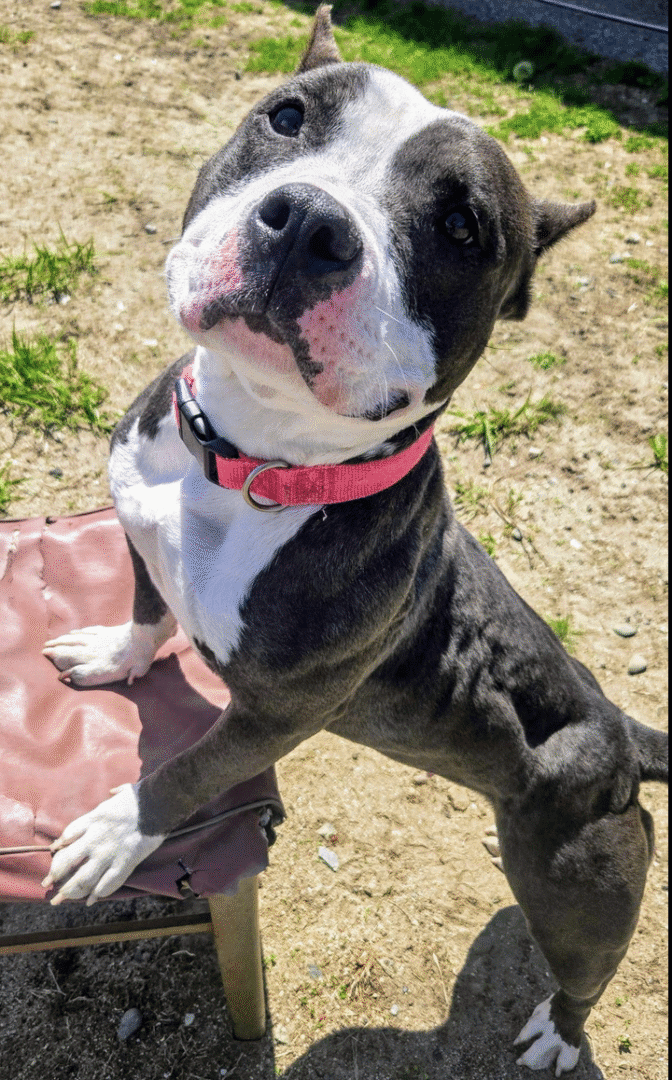 Playful black and white dog sitting on a blanket outdoors.