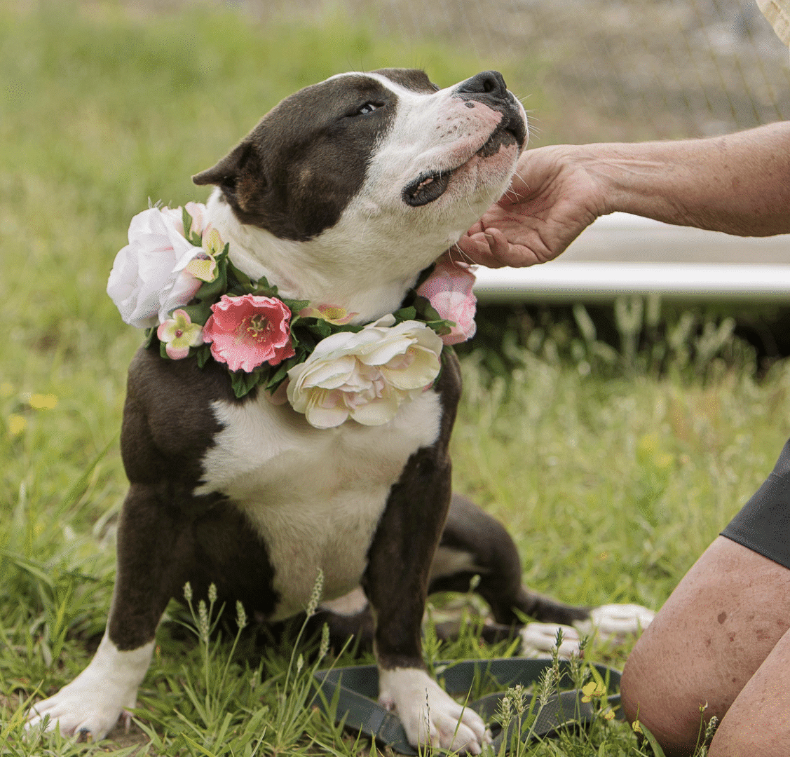 A dog wearing a flower lei is gently petted by a person outdoors.