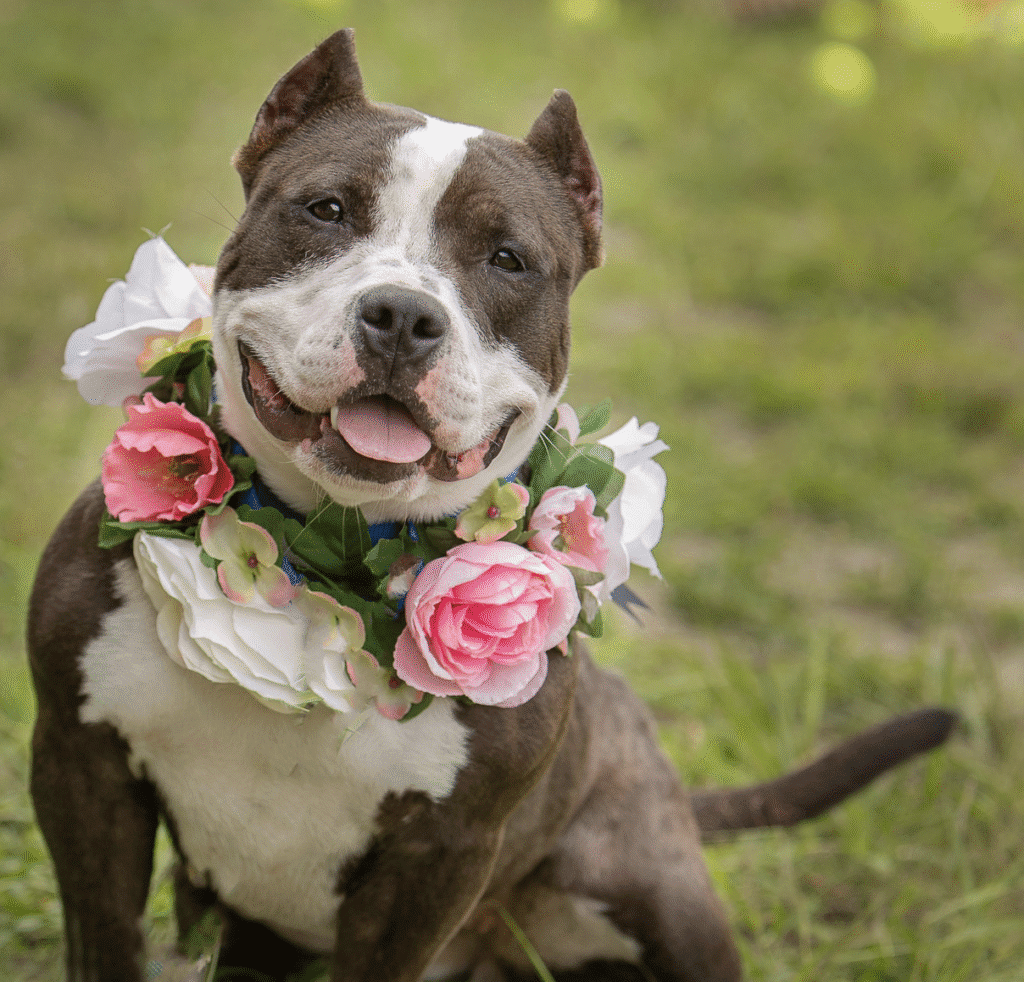 Happy dog wearing a floral wreath sitting on grass.