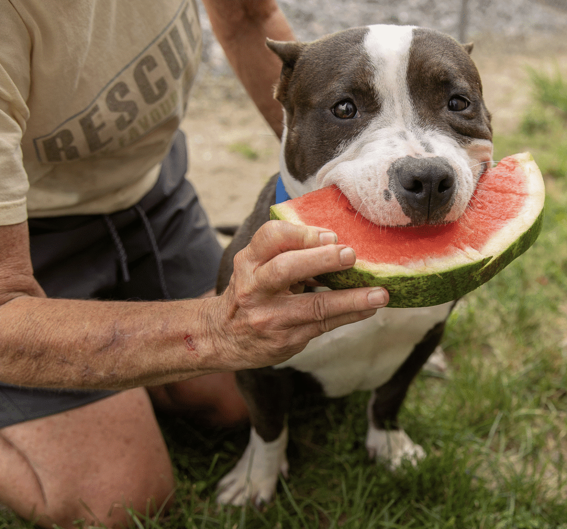 A dog happily eating a slice of watermelon held by a person.
